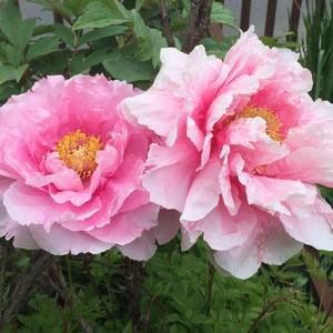 Meet your Posher, Polly